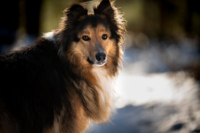 Colliekoera portreefoto, lumine metsataust