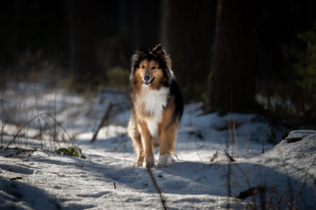 Colliekoera portreefoto seismas, lumine mets