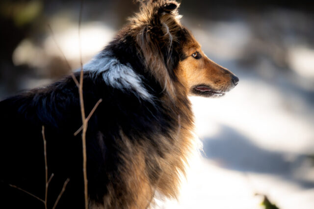 Colliekoera portreefoto profiilis, lumine taust