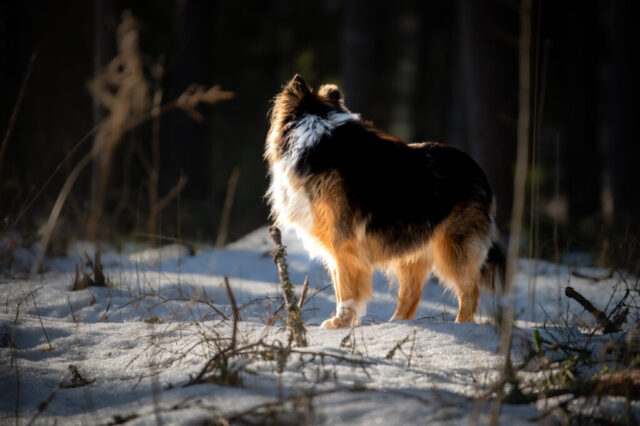 Colliekoera portreefoto seismas, lumine mets