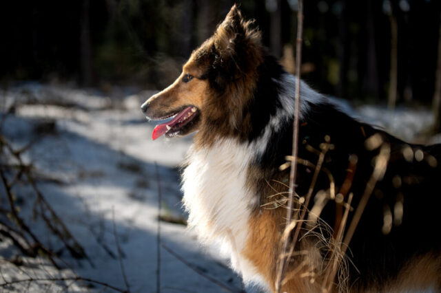 Colliekoera portreefoto profiilis, lumine mets