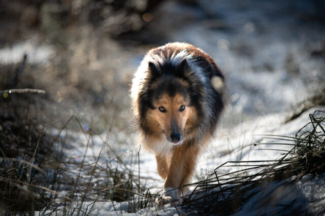 Colliekoera portreefoto, keel väljas, lumine mets