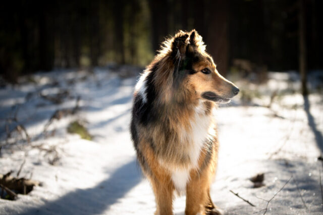 Colliekoera portreefoto lumises metsas