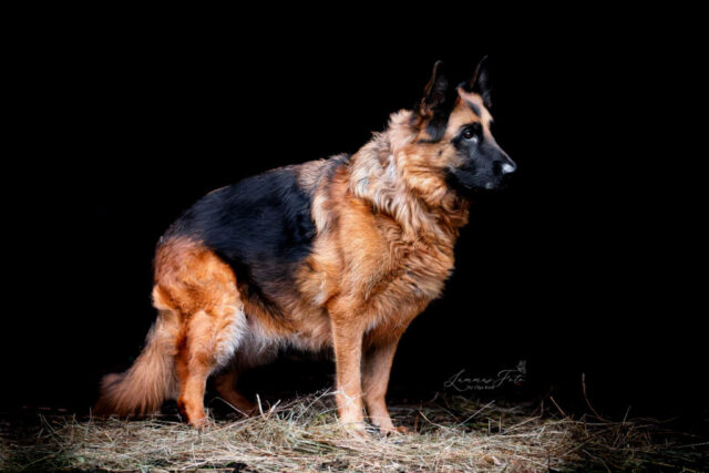 Lambakoera portreefoto, tume taust