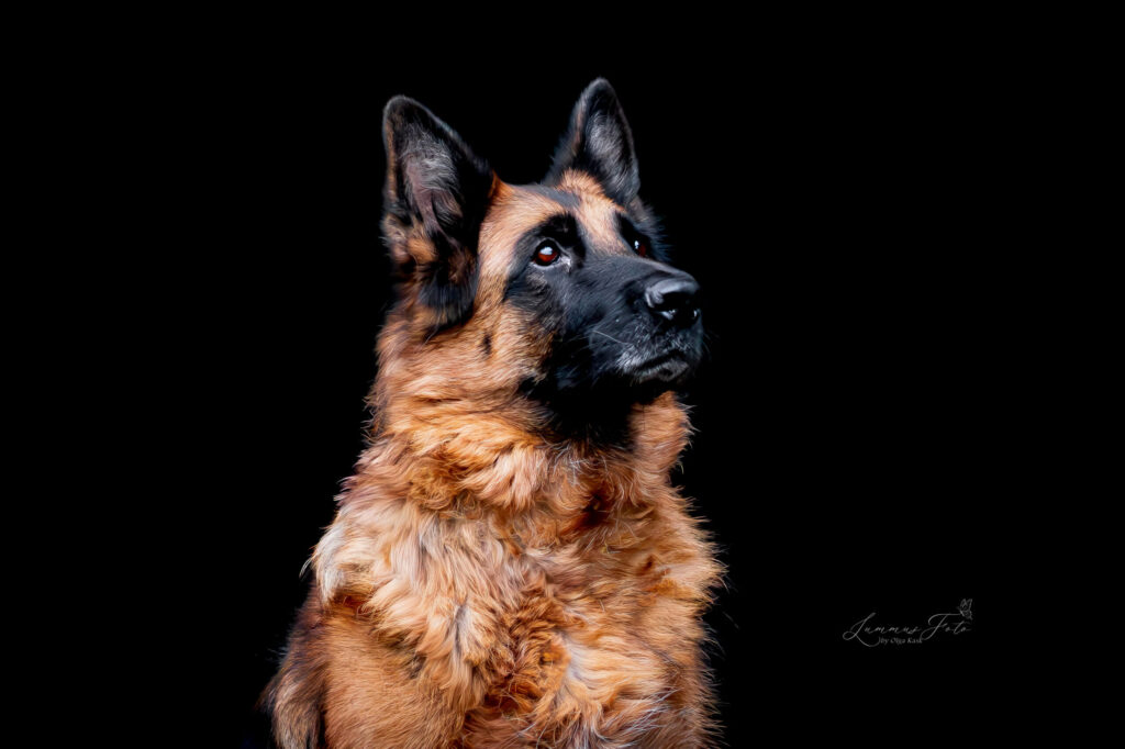 lambakoera portree 3 scaled.jpg