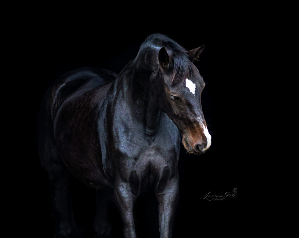 Pogenik 2 1 1024x815