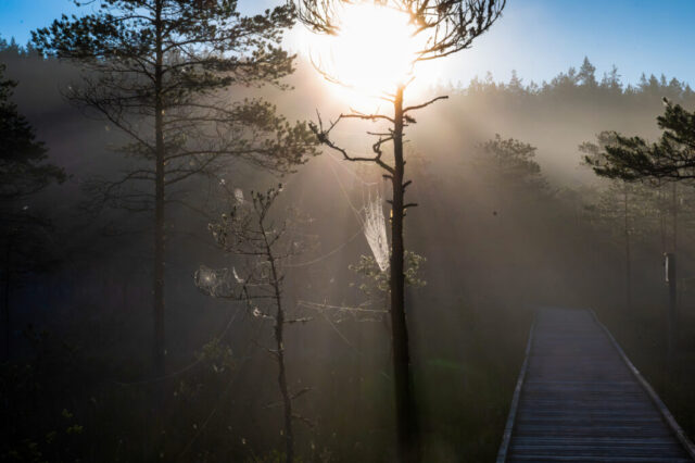 Päikesekiired läbi metsapuude, hommikune Meenikunno raba